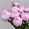 Розовые пионы импортные с доставкой в Пятигорске